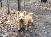 norfolk-terrier-ernie-walking-at-riverbend-park-2