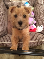 norfolk-terrier-ernie_20140805_003450