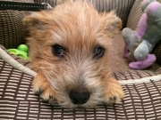 norfolk-terrier-ernie_20140922_003455