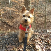 norfolk-terrier-ernie_20150123_005534