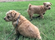 norfolk-terrier-hank-and-jaxon