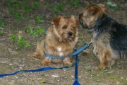 Hank and Otto Protecting the Woods