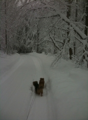 Hank and Otto In the Blizzard