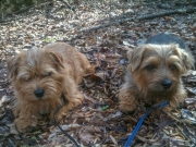 Hank and Otto Taking a Break In the Woods