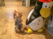 Hank and Otto Meet a Penguin