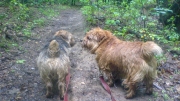 Hank and Otto Getting Muddy On the Trail