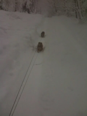 norfolk-terrier-hank-and-otto-walking-in-blizzard