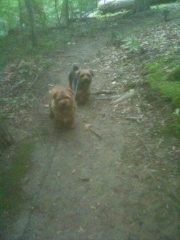 norfolk-terrier-hank-and-otto_20100528_002881