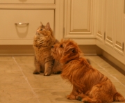 Hank & Shania Waiting for Food