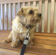 Hank at Great Falls Animal Hospital