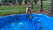 norfolk-terrier-hank-born-to-swim