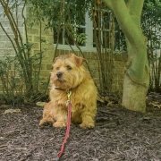 Hank By the Japanese Maple