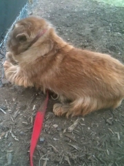 Hank Digging Under a Fence