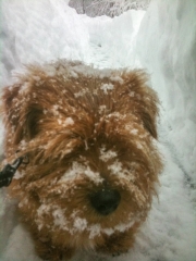 Hank Deep In Snow