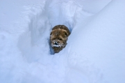 Norfolk Terrier Hank In Deep Snow
