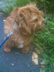 Hank In Driveway