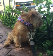 norfolk-terrier-hank-in-herndon-va