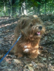 Hank Desperately In Need of Grooming