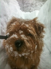 Hank In Snow Covered Driveway