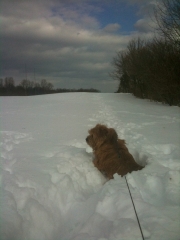 Hank Looking Off In the Distance In Show Covered Field