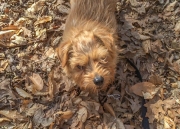 Hank Looking Up From the Leaves