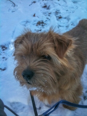 Hank Enjoys a Walk on Snow Covered Path