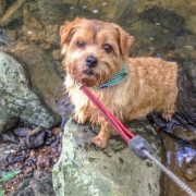 Hank Looking Up From a Stream