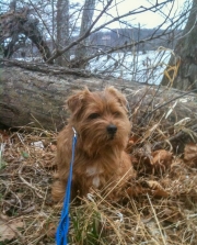 Hank Next To a Log