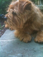 Hank On Front Stoop