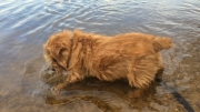 Hank on the Edge of the Potomac River