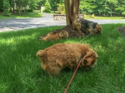 Hank, Otto, and Shania the Cat Enjoying the Shade