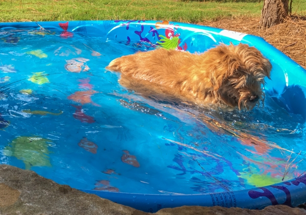 Hank Playing in Pool