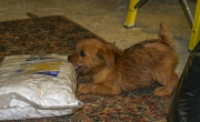 Hank Playing In the Garage