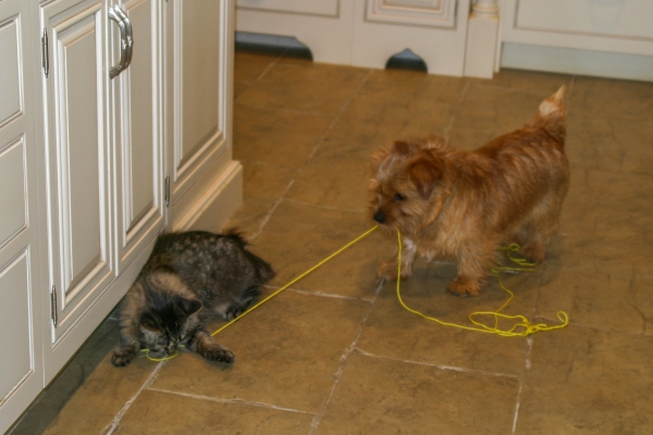 norfolk-terrier-hank-playing-with-cagney