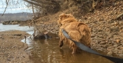 Hank Raising Paw in Potomac River