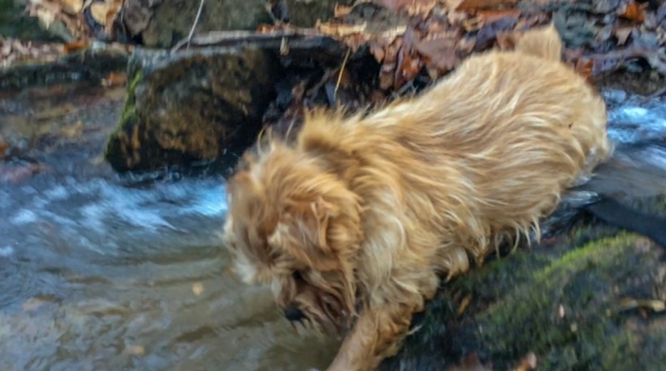 Hank Reaching Into Water