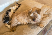 norfolk-terrier-hank-relaxing-with-lexi