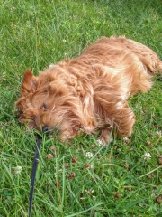 Hank Resting In the Grass