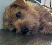 Hank Resting on Stairs