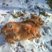 Hank Rolling In Snow