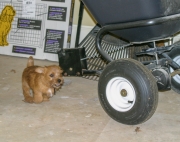 Hank Running In the Garage