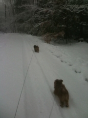 norfolk-terrier-hank-running-toward-otto-in-blizzard