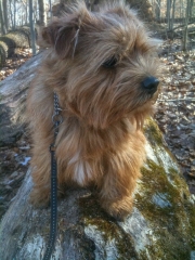 Hank Spots Something In the Woods