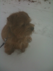 Hank Sitting In Snow