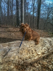 Hank Sitting On a Log at Riverbend Park