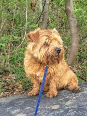 Hank Sitting On a Rock