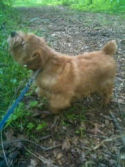 Hank Smelling the Grass