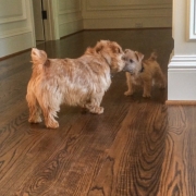 Hank With Puppy Ernie