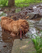 Hank Soaking Wet In a Stream