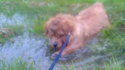 norfolk-terrier-hank-splashing-in-stream